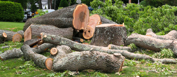 Best Emergency Tree Removal  in Moreno Valley, CA